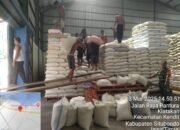 Wujudkan Ketahanan Pangan, Babinsa Koramil 0823/06 Kendit dan Babinsa Koramil 0823/10 Arjasa Kawal Serapan Gabah
