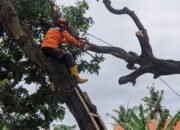 Angin kencang Terjang Pohon, Memporak-porandakan Delapan Atap Rumah Warga di Kecamatan Kapongan, Situbondo