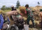 Babinsa Koramil 0823/08 Banyuputih Turun ke Sawah, Bantu Petani Panen Padi
