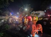 Diterjang Hujan Lebat Disertai Angin Kencang dan Petir, Pohon di Panarukan Tumbang