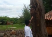 Pemotongan Pohon Sengon Bhuto di Wisata Beach Forest Demi Keselamatan, Begini Kata Ketua Badan Peneliti Aset Negara, Edy Susanto