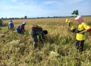 Babinsa Koramil 0823/01 Kota Lakukan Pendampingan Panen Padi untuk Tingkatkan Produktivitas Petani