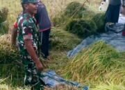 Dukung Program Ketahanan Pangan, Babinsa Koramil 0823/03 Kapongan Dampingi Petani Panen Padi