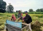 Babinsa Koramil 0823-07/Asembagus Dampingi Petani Panen Padi di Desa Kertosari