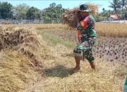 Koramil 0823/12 Suboh Dampingi Panen Padi, Hasilkan 3.100 Kg dari Lahan 0,4 Hektar