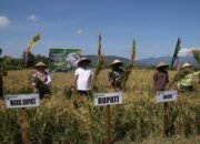 Dandim 0823 Situbondo Tegaskan Komitmen TNI dalam Panen Raya Serentak Bersama Presiden RI’ Situbondo Siap Jadi Lumbung Pangan Nasional