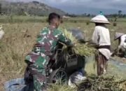 Panen Padi, Panen Cinta: Koptu Sandi dan Harapan Petani Desa