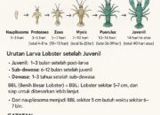 Sejarah Baru Bakal Terbentuk, “PEBITALEKARA GRUP” Meyakini Jadi yang Pertama di Dunia Sukses Pijahkan Lobster