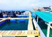 PT BALAD GRUP Pasang 80.000 Keramba Untuk Berbudidaya 2.000.000.000 Ekor Lobster 