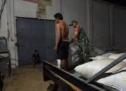 Dukung Ketahanan Pangan, Babinsa Koramil 0823/12 Suboh Aktif Dampingi Serapan Gabah