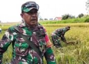 Babinsa Koramil 0823/11 Besuki Dukung Serapan Gabah Petani