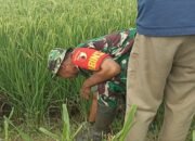 Cegah Gagal Panen, Babinsa Kumbangsari Bersama POPT Jatim Lakukan Gerdal Hama Tikus di Sawah Petani