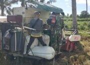 Babinsa Koramil 0823/09 Jangkar Dampingi Serapan Gabah Petani Pesanggrahan oleh Bulog