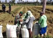 Babinsa Jangkar Bantu Petani Panen Padi, TNI Hadir di Tengah Masyarakat