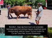 Pemerintah Pusat Sumbang Sapi Buat Hari Raya Qurban Pada Masyarakat Arjasa Situbondo