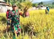 Personel Koramil 0823-17/Banyuglugur Dampingi Petani Panen di Desa Kalianget