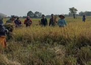 Petani dan TNI Bergandeng Tangan, Serda Joko Santoso Dampingi Panen Padi di Olean