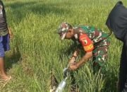 Babinsa dan Petani Bersatu Lawan Hama Tikus di Kumbangsari