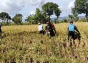 Babinsa Mlandingan Dampingi Panen, Bukti Nyata Kepedulian pada Ketahanan Pangan Nasional
