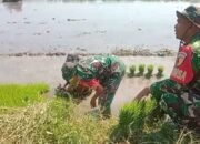 Tingkatkan Swasembada Pangan, Babinsa Bungatan Turun ke Sawah Bersama Petani
