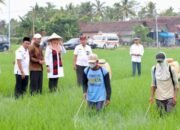 Sejalan Dengan Program Swasembada Pangan Presiden Prabowo, Kabupaten Banyuwangi Mencatat Surplus Produksi Beras Mencapai 159.320 ton