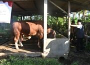 Sapi 1 Ton Asal Gembleb Jadi Hewan Kurban Presiden Prabowo
