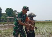 Sinergi TNI dan Petani, Babinsa Koramil Mangaran Turun ke Sawah Dukung Swasembada Pangan