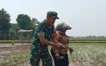 Sinergi TNI dan Petani, Babinsa Koramil Mangaran Turun ke Sawah Dukung Swasembada Pangan