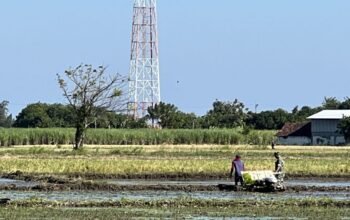 Babinsa Desa Olean Aktif Dampingi Petani Tanam Padi
