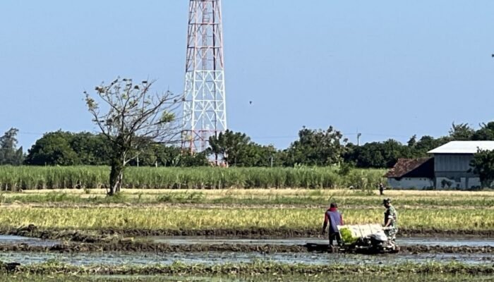 Babinsa Desa Olean Aktif Dampingi Petani Tanam Padi
