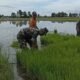 Wujud Nyata Kepedulian TNI, Babinsa Kapongan Dampingi Petani di Curah Cottok