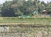 Lahan Bisnis,Diduga Tambang Pasir Ilegal di Pancoran Desa Karang Bendo Kecamatan Rogojampi Banyuwangi Beraksi, Aparat Tutup Mata, Ada Apa!!!