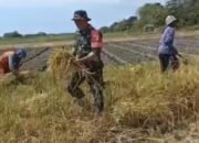 Personel Koramil Kapongan Dampingi Petani Wujudkan Ketahanan Pangan di Situbondo