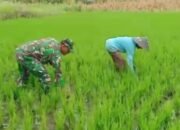 Pendampingan Humanis Koramil Kendit, Serda Yudianto Semangati Petani Dusun Krajan