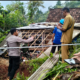 Sumber Malang Diguyur Hujan Lebat, 1 Rumah Ambruk, Penghuni Tertimpa Reruntuhan