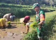Babinsa Jatibanteng Dampingi Petani Tanam Padi, Wujud Nyata Dukungan TNI terhadap Ketahanan Pangan