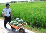 Konsisten Dalam Pembinaan Produktif, SAE Paswangi Lapas Banyuwangi Gelar Panen Semangka Jilid Dua