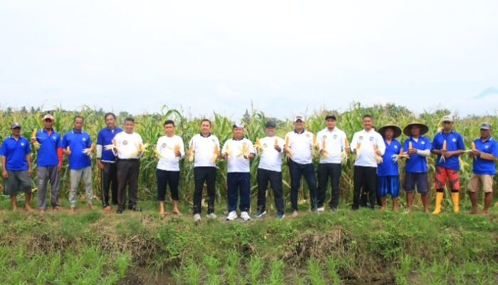 Dari Balik Tembok Lapas, SAE Paswangi Banyuwangi Hasilkan Jagung untuk Negeri