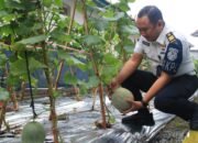 Brandgang Jadi Kebun, Lapas Banyuwangi Dukung Swasembada Pangan