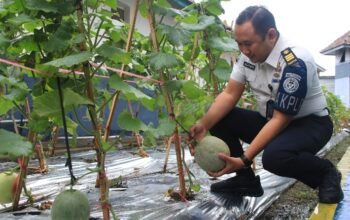 Brandgang Jadi Kebun, Lapas Banyuwangi Dukung Swasembada Pangan