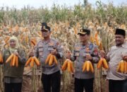 Penuhi Target Swasembada Pangan, ‎Kapolda Jatim dan Gubernur Panen Jagung di Green Farm Banyuwangi