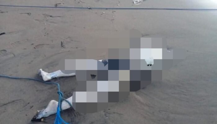 Jenazah Wanita Tanpa Identitas Ditemukan di Pesisir Pantai Sine Tulungagung