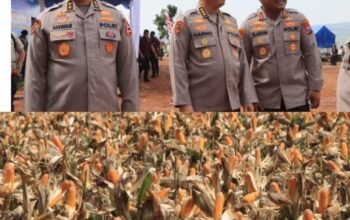 Polri Bersama Petani Jagung Tuban Bersiap Sambut Kehadiran Presiden RI pada Panen Raya