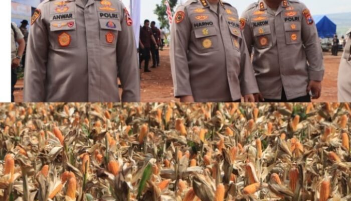 Polri Bersama Petani Jagung Tuban Bersiap Sambut Kehadiran Presiden RI pada Panen Raya