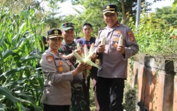Polres Jembrana Dukung Panen Raya Jagung Serentak, Hasil Panen Disalurkan untuk Program Makan Bergizi Gratis