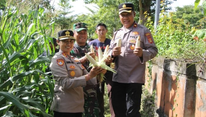 Polres Jembrana Dukung Panen Raya Jagung Serentak, Hasil Panen Disalurkan untuk Program Makan Bergizi Gratis