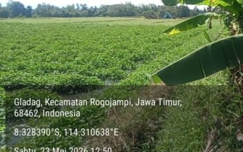 Aktivitas Penambangan di Dusun Susukan Kidul Desa Gladag Kecamatan Rogojampi Banyuwangi Melenggang Bebas, Ketua Formasi: APH Tidur Nyenyak