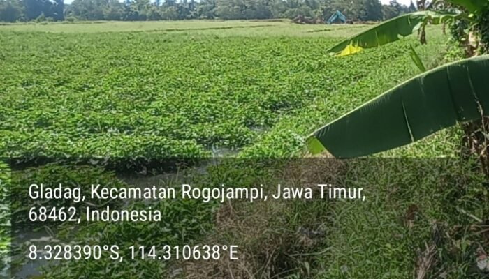 Aktivitas Penambangan di Dusun Susukan Kidul Desa Gladag Kecamatan Rogojampi Banyuwangi Melenggang Bebas, Ketua Formasi: APH Tidur Nyenyak
