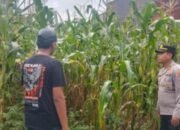 Dukung Ketahanan Pangan, Bhabinkamtibmas Polsek Gambiran Pantau Panen Jagung Warga di Desa Purwodadi