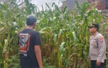 Dukung Ketahanan Pangan, Bhabinkamtibmas Polsek Gambiran Pantau Panen Jagung Warga di Desa Purwodadi